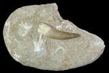 Fossil Plesiosaur (Zarafasaura) Tooth In Rock - Morocco #102082-1